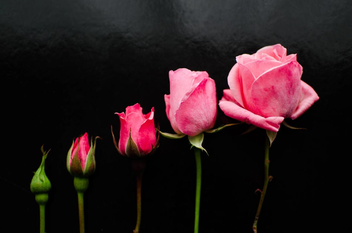 Pink roses in progressive stages of bloom from bud to full flower, representing the 5 stages of the addiction cycle