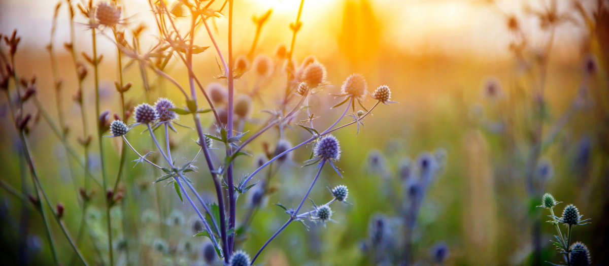 Wildflowers with spiky purple-blue blossoms in a sunlit meadow at golden hour, glowing against a blurred orange and green background.