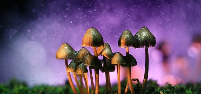 Psilocybin Mushroom Facts & Information