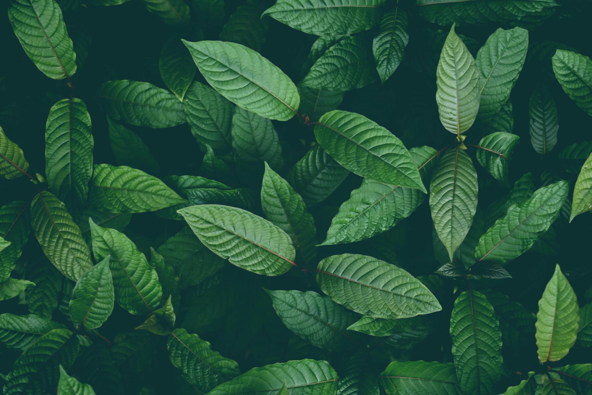 Kratom: Uses, Effects, Dangers & Addiction