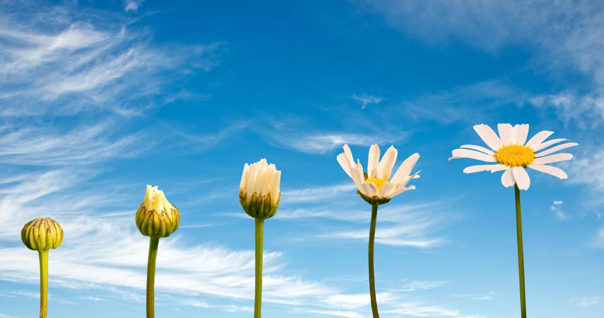 White daisy flowers at progressive stages from bud to full bloom against clear blue sky, illustrating growth through stages of change in recovery