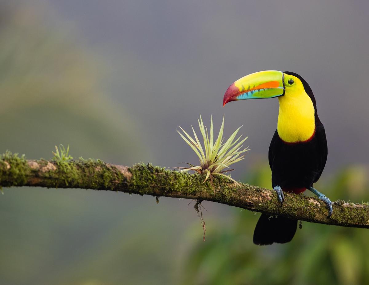A colorful Keel-billed toucan perched on a mossy branch next to a small air plant, set against a soft, blurred green forest background.
