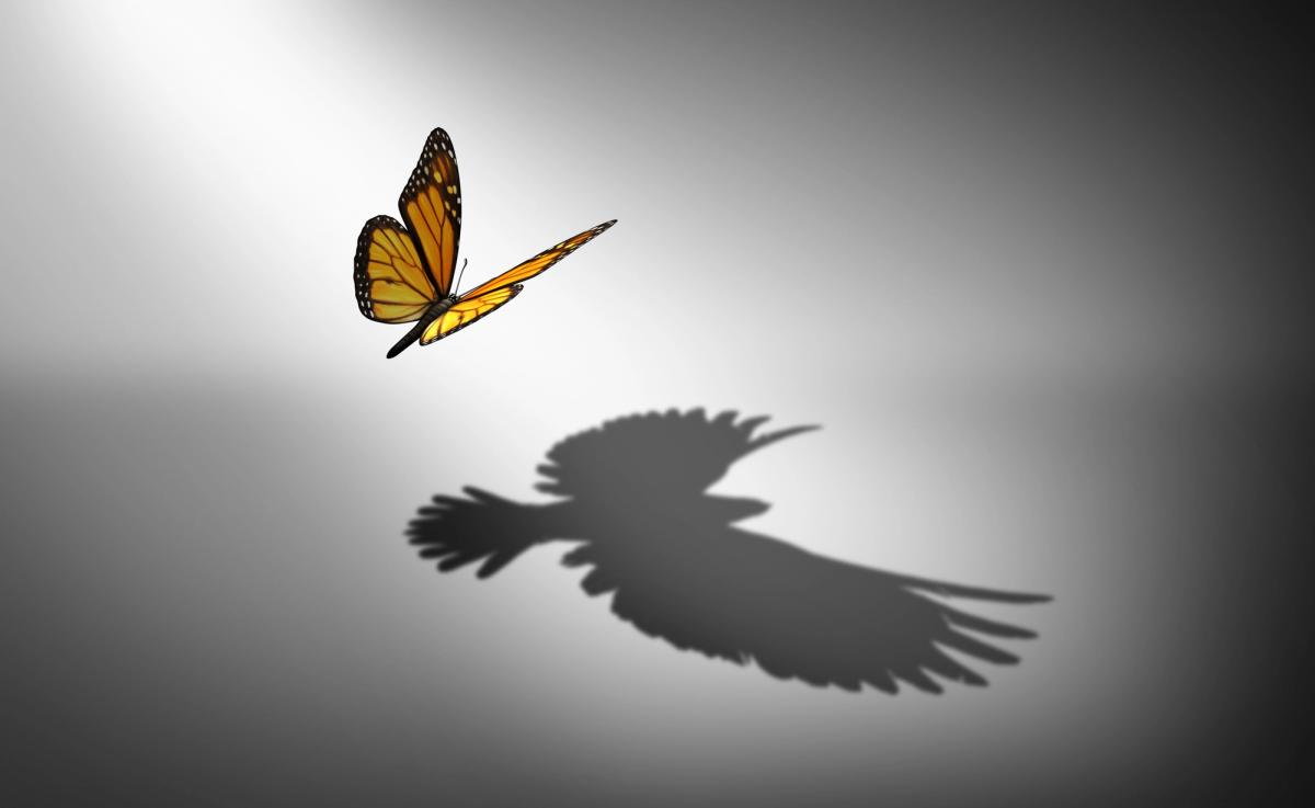 A butterfly casting the shadow of a bird symbolizes transformation, resilience, and growth—reflecting the journey of finding sobriety, strength, and hope as an alcoholic in long-term recovery.