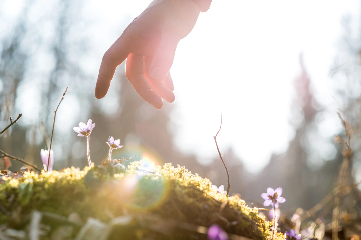 Hand reaching toward small purple wildflowers in a sunlit forest, symbolizing growth, connection with nature, and mindfulness in the outdoors.