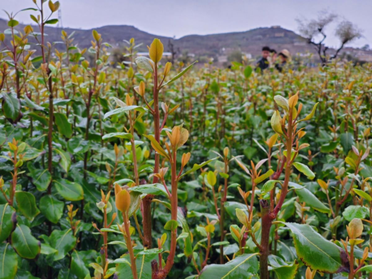 A vibrant field of young saplings with bright green leaves and reddish-brown stalks.