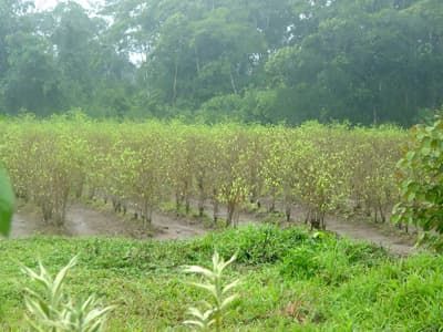 How Cocaine Is Made and Its Dangers