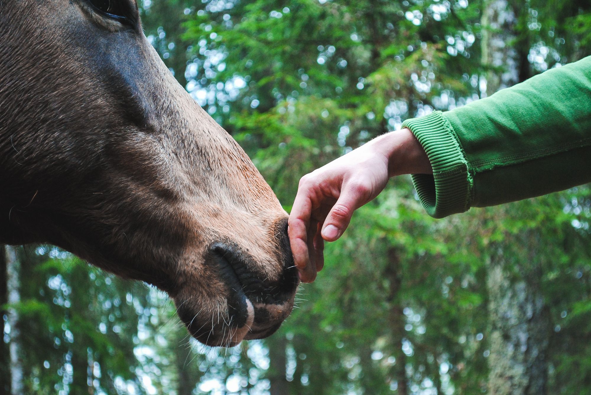 Equine Therapy for Addiction Recovery: 4 Science-Backed Benefits Explained hero image