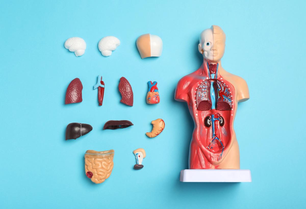 An anatomical human torso model with removable organs laid out beside it, showing the brain, lungs, heart, liver, stomach, and intestines on a blue background, illustrating how alcohol affects the body.