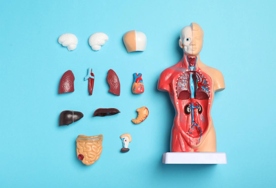 An anatomical human torso model with removable organs laid out beside it, showing the brain, lungs, heart, liver, stomach, and intestines on a blue background, illustrating how alcohol affects the body.