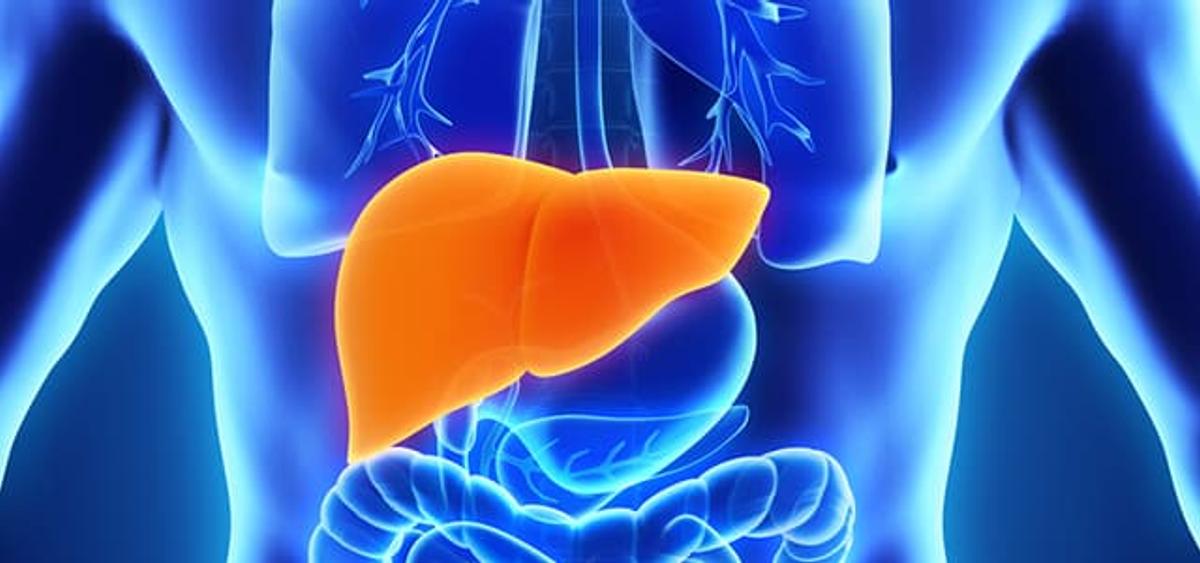 Medical illustration highlighting the human liver in orange within a blue, semi-transparent view of the torso, showing surrounding organs and blood vessels.