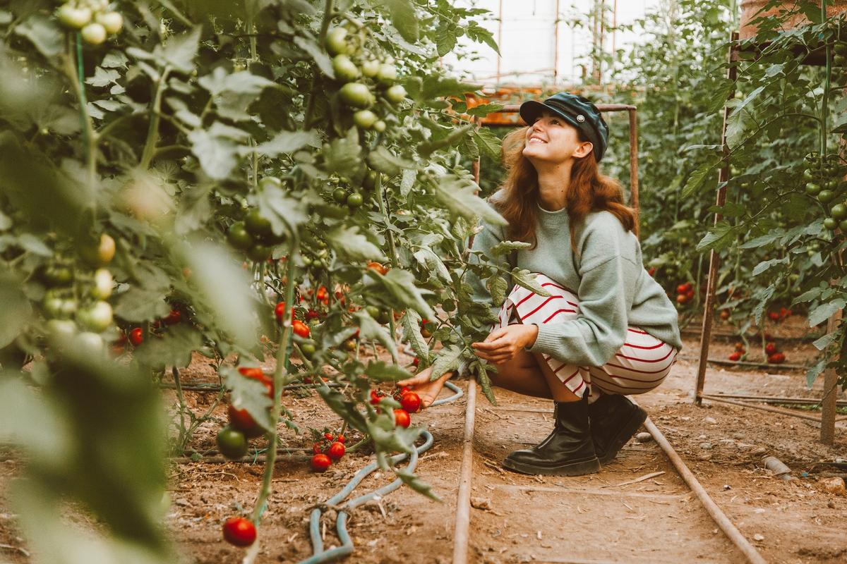 A smiling woman kneels among lush tomato plants in a greenhouse garden, harvesting ripe tomatoes as part of horticulture therapy to support recovery and growth beyond addiction.