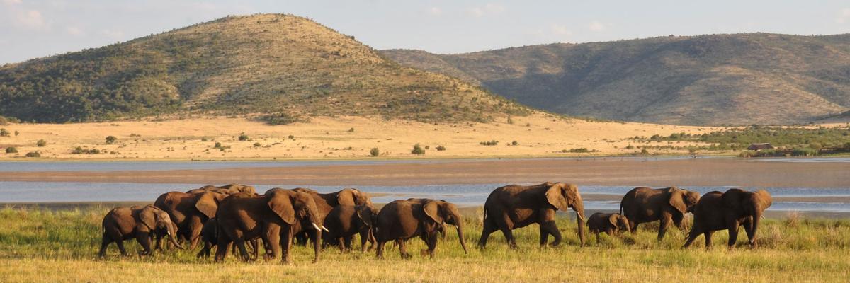 South African Safari: A Recovery Journey Unlike Any Other