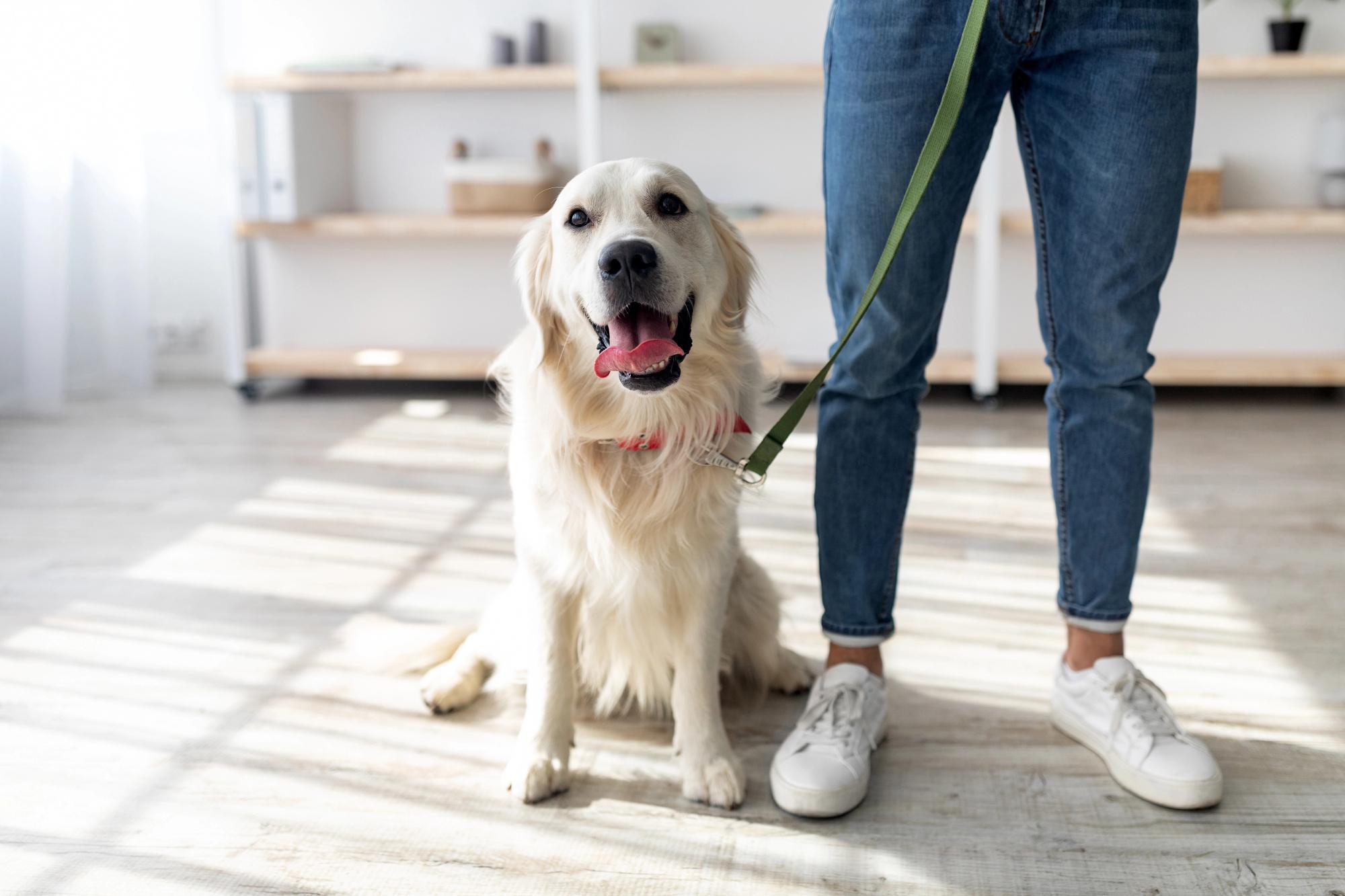 Pet-Friendly Sober Living: 6 Things to Know Before You Move In With Your Pet