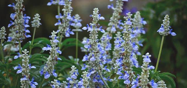 Salvia plant with purple-blue blooms, the hallucinogenic mint family herb
