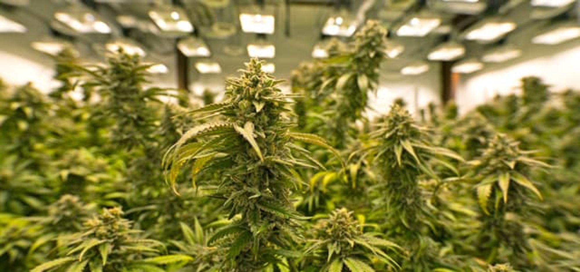 History of Marijuana