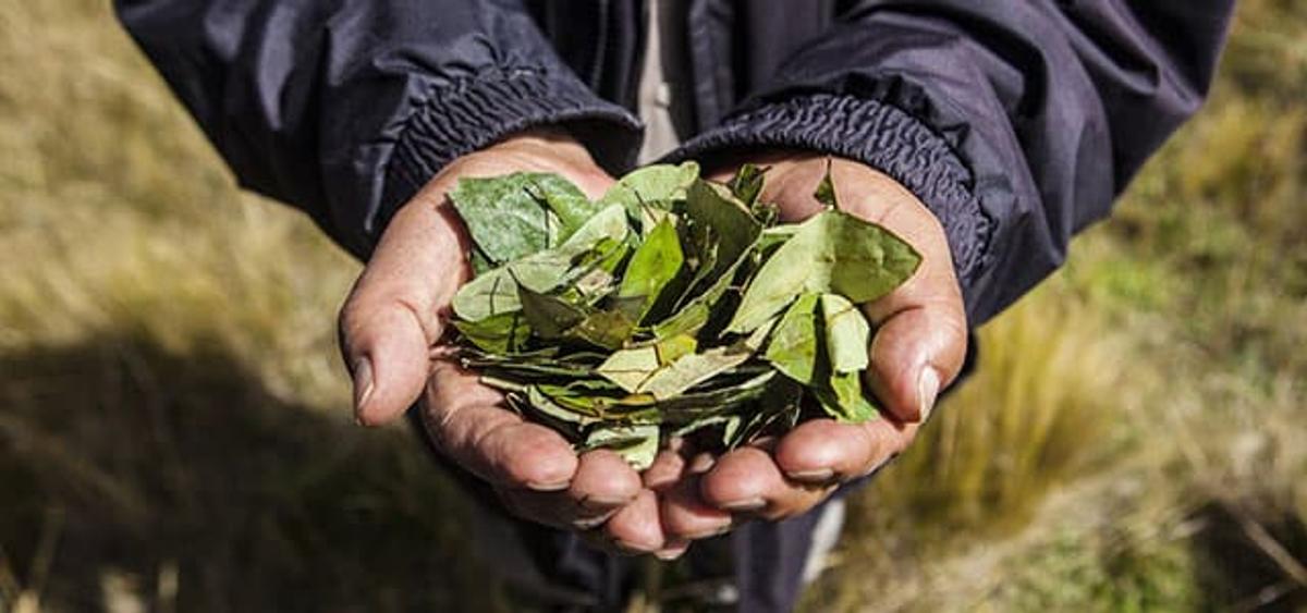 A person's hands holding a pile of green coca leaves, outdoors.